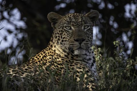 leopard