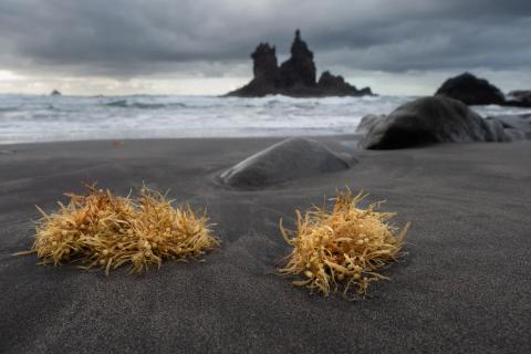 Benijo Beach