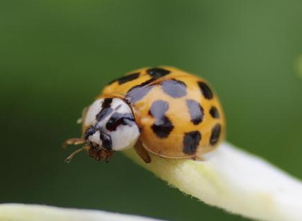 Lady Bug