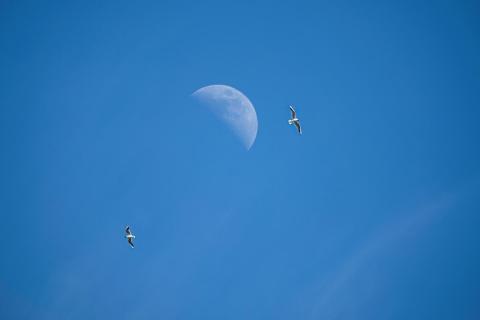 Zwei Möwen auf dem Weg zum Mond