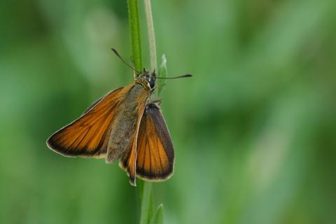 Großer Skipper (Ochlodes sylvanus)