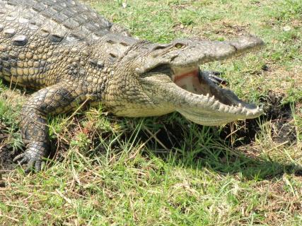 Krokodil am Chobe River