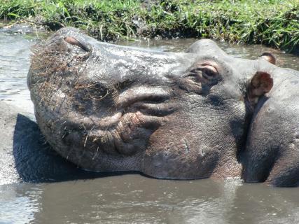 Hippo im Chobe River