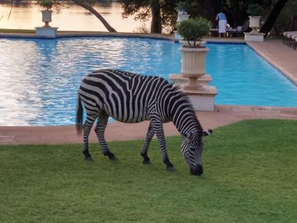 Zebra Meets Zivilisation