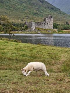 Bockiger Widder am Kilchurn Castle