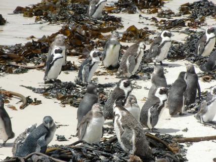 Pinguine am Boulders Beach