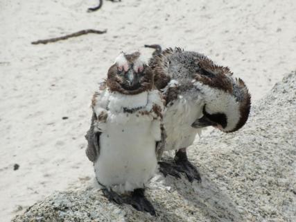 Pinguine in der Mauser