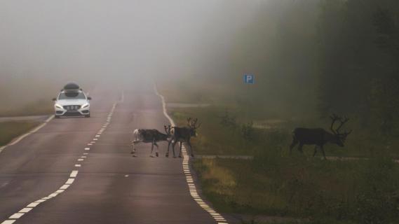 Rentiere überqueren die Straße