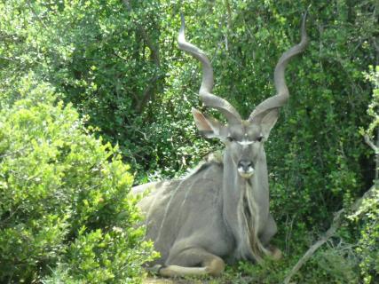 Kudu im Gebüsch 