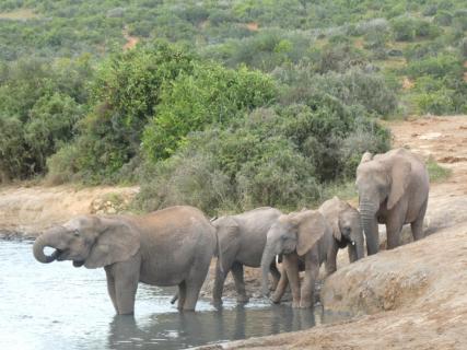 Kleine Elefantenherde am Wasserloch