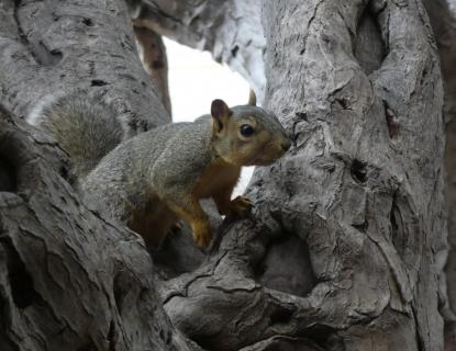 Eichhörnchen in San Diego