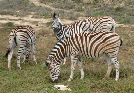 Zebras neben einem Zebraschädel 