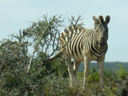 Ein einzelnes Zebra im Grünen