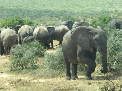 Elefantenbulle kehrt der Herde den Rücken