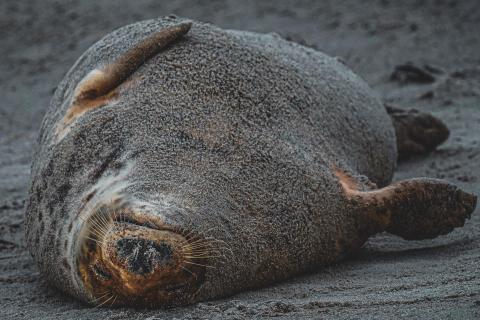 Kegelrobbe