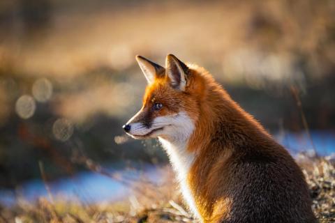 Fuchs 