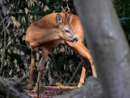 Rehbock im Wald