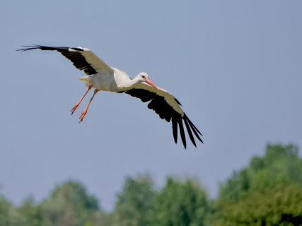Storch