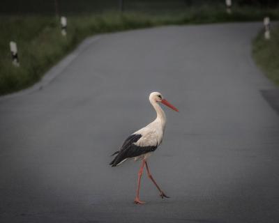 Storch beim Spaziergang