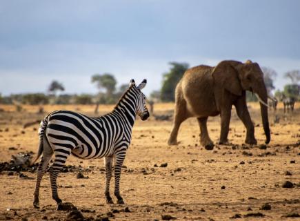 Zebra trifft auf Elefant 