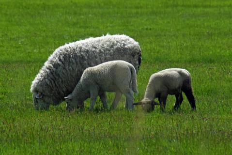 Schafe Westhever Eiderstädt