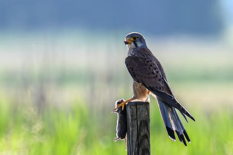 Jagderfolg