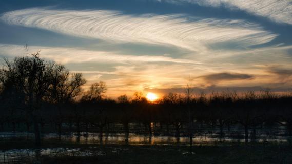 Sonnenuntergang in der Obstplantage