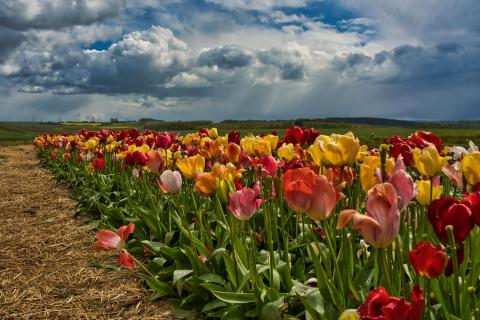 Tulpen zum Selbstpflücken