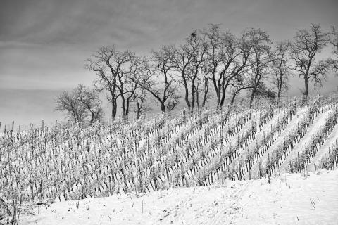 Frostiger Weinberg