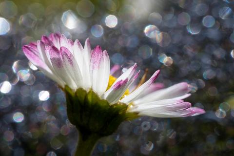 Gänseblümchen 
