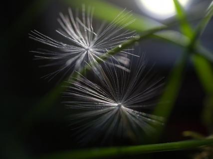 Pusteblumen Samen