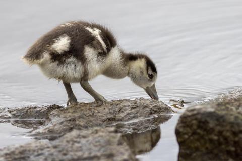 Nilgans Küken