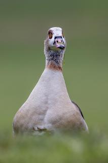 Nilgans