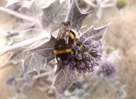 Hummel