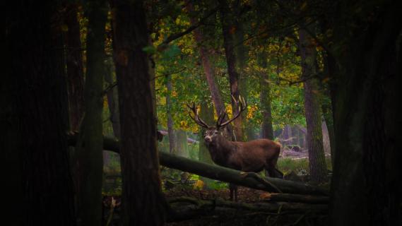 Hirsch im Herbst