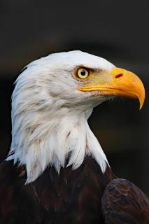 Seeadler Portrait