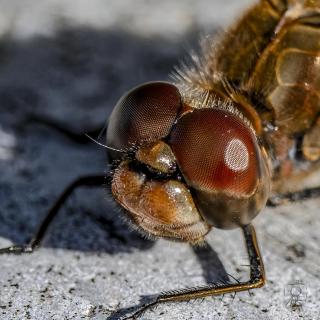 Libelle 171023 4a