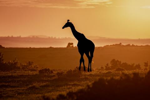Giraffe at sunset
