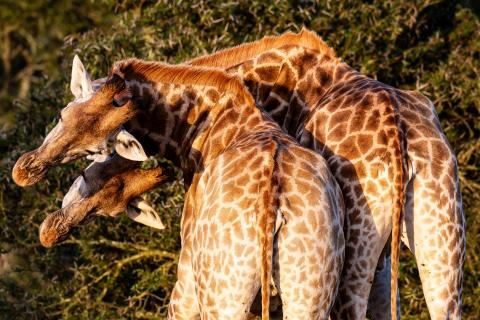 Giraffes