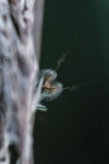 Versteckt 