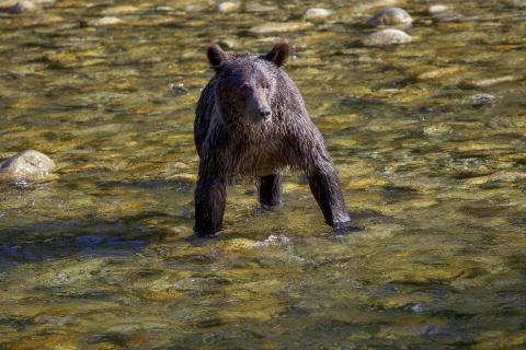 Grizzly-Bär