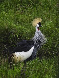 Grauhals Kronenkranich