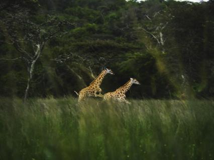 Rennende Giraffen Babys