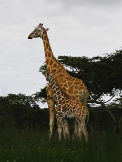 Giraffen Mutter und Kind