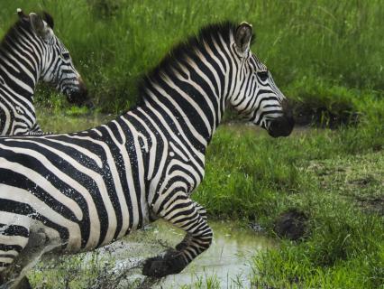 Rennendes Zebra