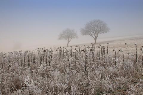 Winterbäume