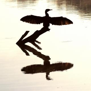 Kormoran
