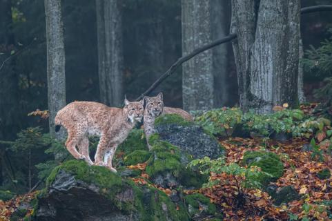 Eurasischer Luchs (Lynx lynx)DTZ 0042