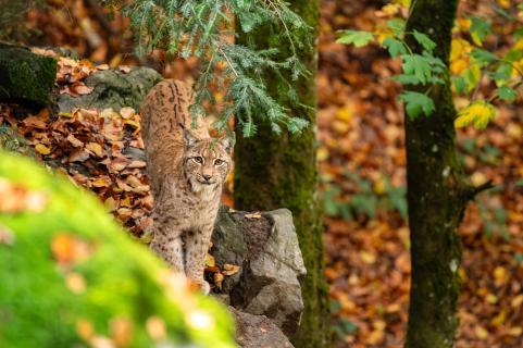 Luchs