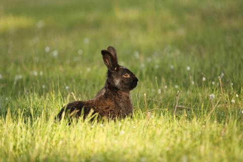 Nicht nur zu Ostern